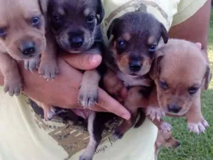 Cachorro raça SRD idade Abaixo de 2 meses nome Sem nomes