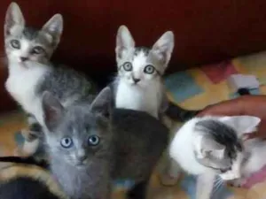 Gato raça Mistura  idade 2 a 6 meses nome  Filhotes