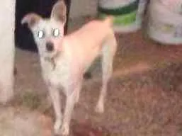Cachorro raça Vira lata idade 2 anos nome Perna