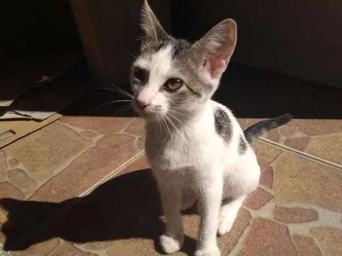 Gato ra a Srd idade 2 a 6 meses nome Aurora