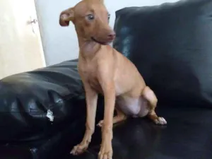 Cachorro raça Vira lata idade Abaixo de 2 meses nome Mel