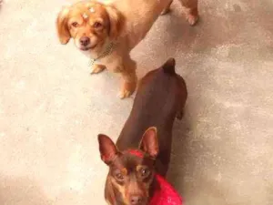 Cachorro raça Mesticos Poodle e Pincher idade 5 anos nome Dóris e Amora