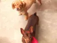 Dóris e Amora