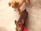 Cachorro raça Mesticos Poodle e Pincher idade 5 anos nome Dóris e Amora