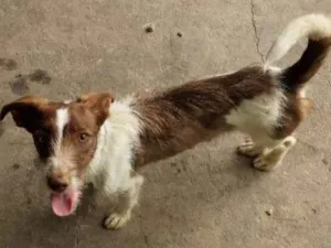 Cachorro raça SRD idade 1 ano nome Sem nome