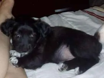 Cachorro ra a vira lata  idade Abaixo de 2 meses nome sem nome