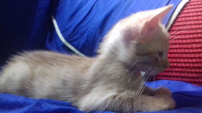 Gato ra a Vira latas idade Abaixo de 2 meses nome Sem nome