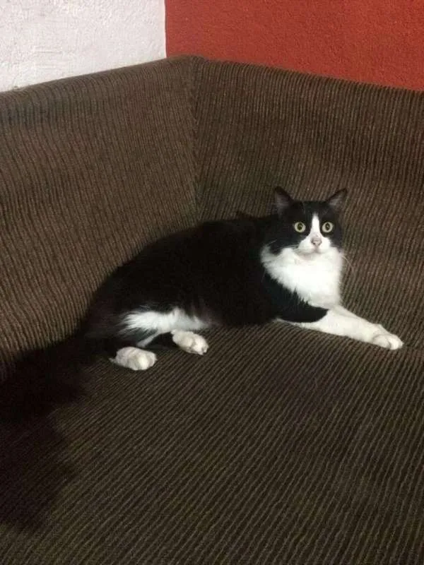 Gato ra a srd idade 2 anos nome Shiva