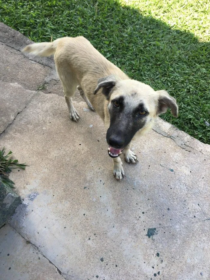 Cachorro ra a Vira lata com pastor alemão  idade 7 a 11 meses nome Lua