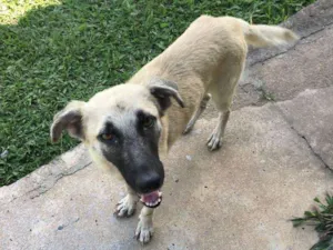 Cachorro raça Vira lata com pastor alemão  idade 7 a 11 meses nome Lua