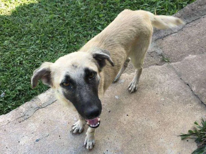 Cachorro ra a Vira lata com pastor alemão  idade 7 a 11 meses nome Lua