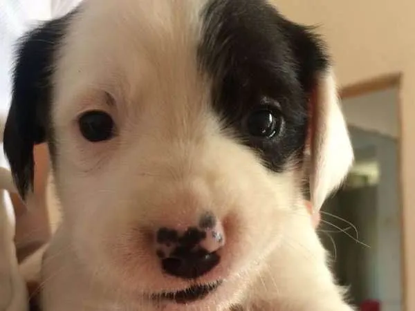 Cachorro ra a Misturado idade 2 a 6 meses nome Filhotes 