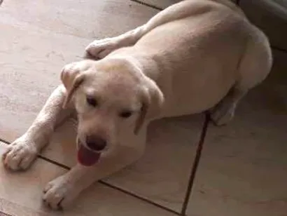 Cachorro raça Labradora idade 2 a 6 meses nome Lessi 