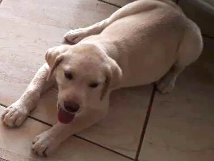 Cachorro ra a Labradora idade 2 a 6 meses nome Lessi 