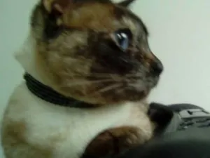 Gato raça mestiça idade 2 anos nome Cristal