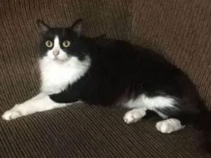 Gato raça srd idade 2 anos nome Shiva