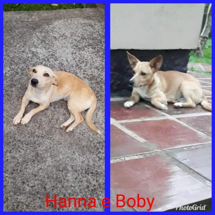 Cachorro ra a Vira lata idade 7 a 11 meses nome Boby e Hanna