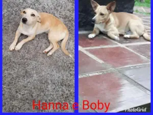 Cachorro raça Vira lata idade 7 a 11 meses nome Boby e Hanna