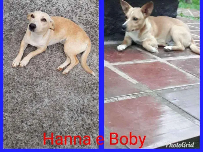 Cachorro ra a Vira lata idade 7 a 11 meses nome Boby e Hanna