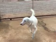 Apolo