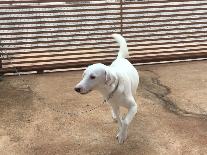 Cachorro ra a Sem raça definida idade 1 ano nome Apolo