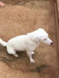 Apolo