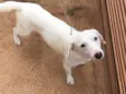 Apolo