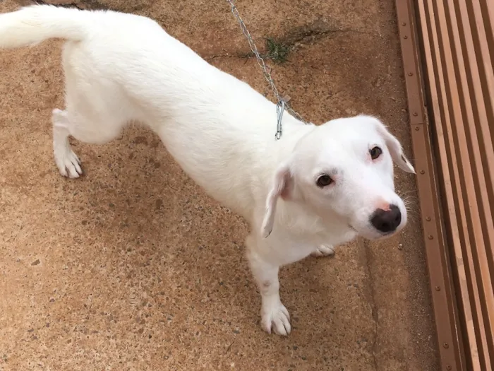 Cachorro ra a Sem raça definida idade 1 ano nome Apolo
