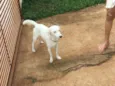 Apolo