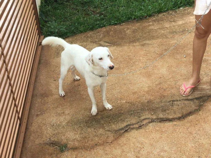 Cachorro ra a Sem raça definida idade 1 ano nome Apolo
