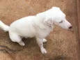 Apolo