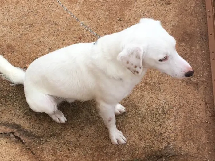 Cachorro ra a Sem raça definida idade 1 ano nome Apolo