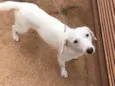 Apolo