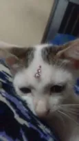 não tem