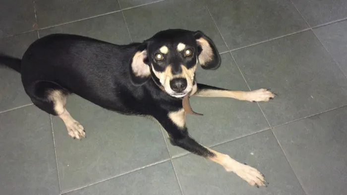 Cachorro raça Vira lata  idade 1 ano nome Amora