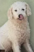 Cachorro raça  idade  nome Bolinha Pequena