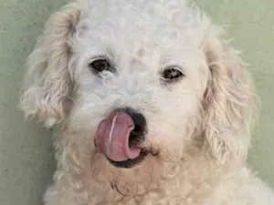 Cachorro raça  idade  nome Bolinha Pequena