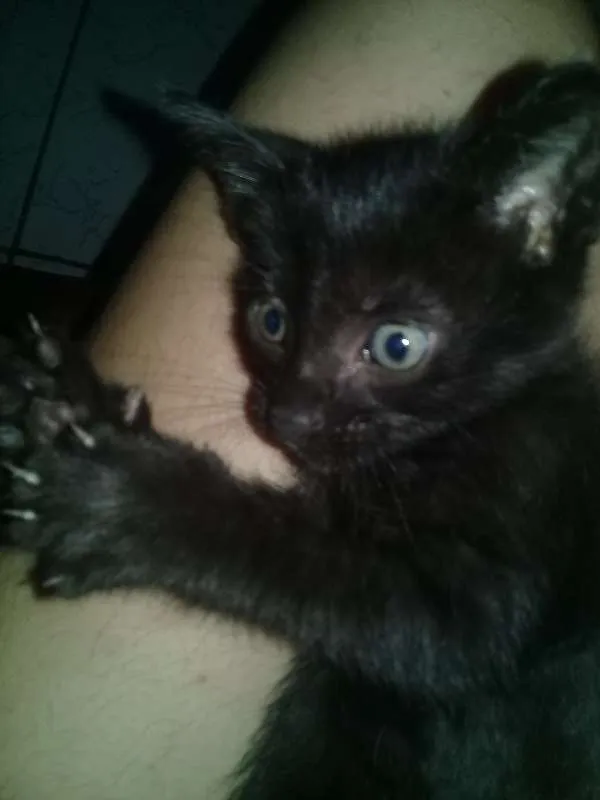 Gato ra a  idade 2 a 6 meses nome Vitório