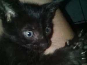 Gato raça  idade 2 a 6 meses nome Vitório
