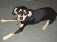 Amora