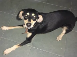 Cachorro raça Vira lata  idade 1 ano nome Amora