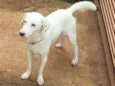 Apolo
