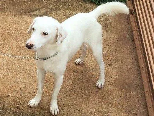 Cachorro ra a Sem raça definida idade 1 ano nome Apolo