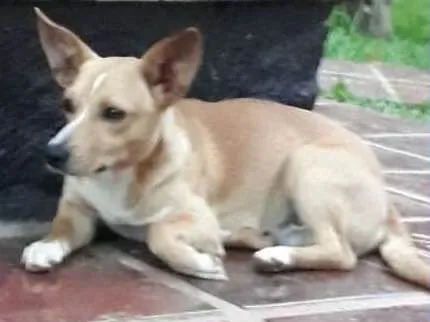 Cachorro ra a Vira lata idade 7 a 11 meses nome Boby e Hanna