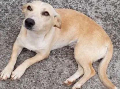 Cachorro ra a Vira lata idade 7 a 11 meses nome Boby e Hanna