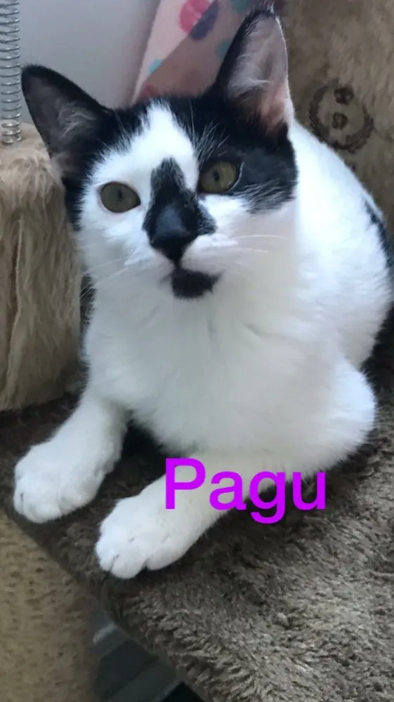 Gato ra a Srd idade 2 a 6 meses nome Pagu