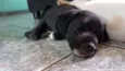 Cirilo