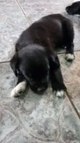 Lulu