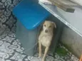 Cachorro raça Vira-lata  idade 5 anos nome Costela 