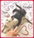 Luna e Petruquio